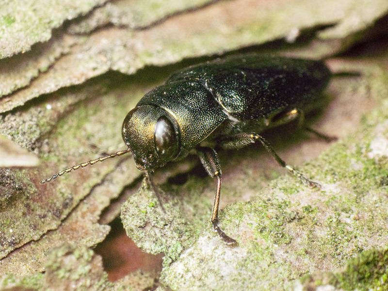 Phaenops cyaneus (Fabricius, 1775)